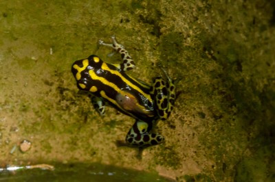Black and Yellow Poison Dart frog with tadpole on back