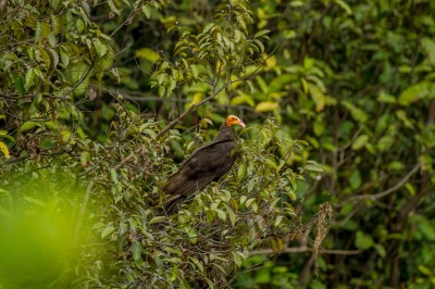 Greater Yellow-Headed Vulture