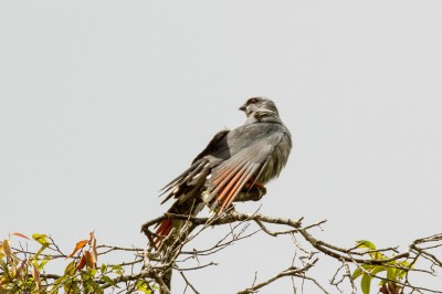 Plumbeous Kite drying off after the rain